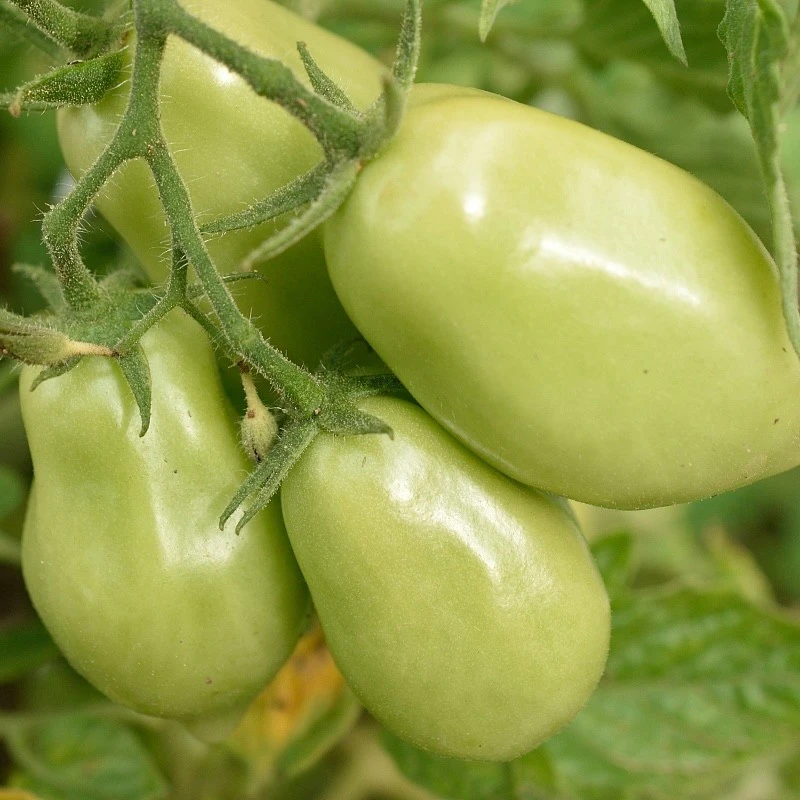 tomato seeds2