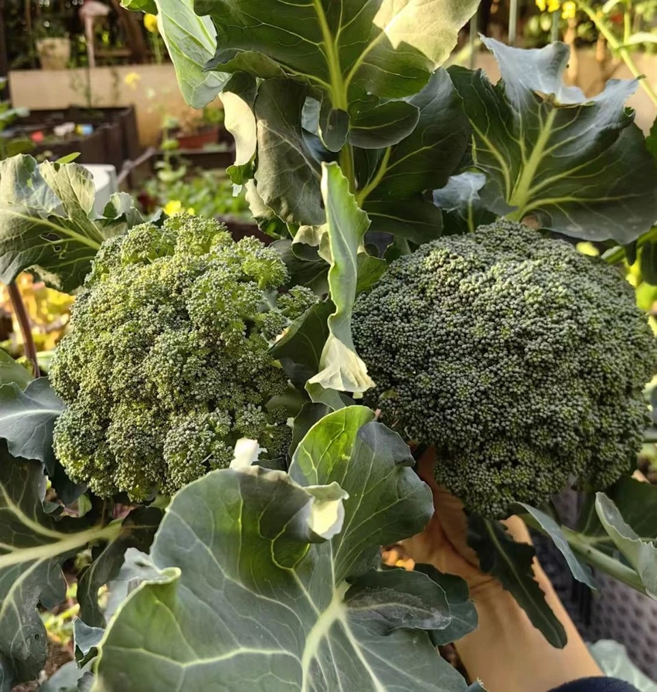 Growing Broccoli Sprouts(SUNSHINE) suppliers