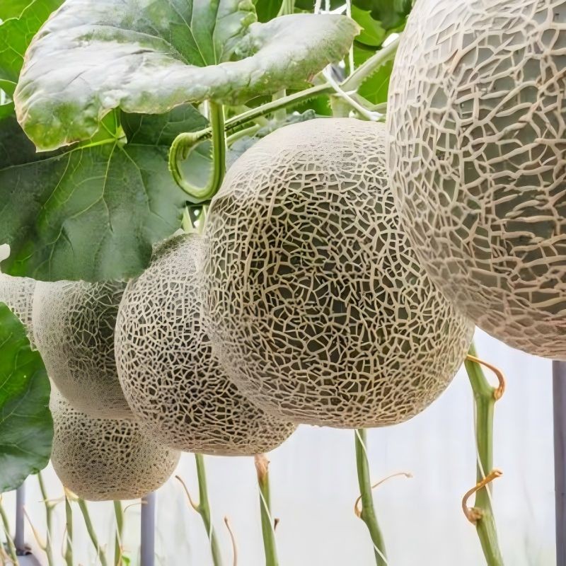Semillas de Melón de Cáscara Verde Grisácea y Forma Ovalada ME-105(2)